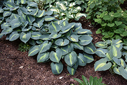 Touch Of Class Hosta (Hosta 'Touch Of Class') at The Mustard Seed