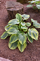 Earth Angel Hosta (Hosta 'Earth Angel') at The Mustard Seed