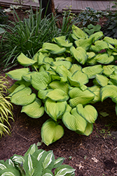 Stained Glass Hosta (Hosta 'Stained Glass') at The Mustard Seed