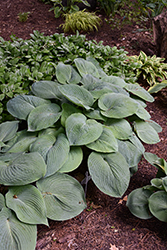 Blue Angel Hosta (Hosta 'Blue Angel') at The Mustard Seed