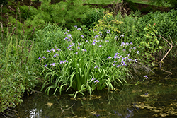 Blue Flag Iris (Iris versicolor) at The Mustard Seed