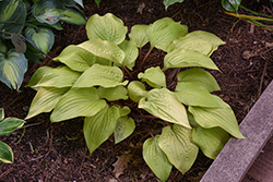 Designer Genes Hosta (Hosta 'Designer Genes') at The Mustard Seed