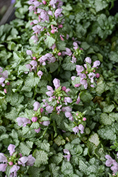 Pink Pewter Spotted Dead Nettle (Lamium maculatum 'Pink Pewter') at The Mustard Seed