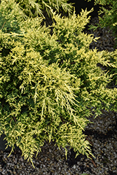 Sea Of Gold Juniper (Juniperus x media 'Sea Of Gold') at The Mustard Seed