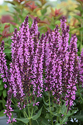 Pink Profusion Meadow Sage (Salvia nemorosa 'Pink Profusion') at The Mustard Seed