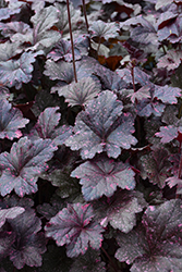 Midnight Rose Coral Bells (Heuchera 'Midnight Rose') at The Mustard Seed