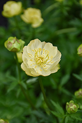 Superbus Globeflower (Trollius europaeus 'Superbus') at The Mustard Seed