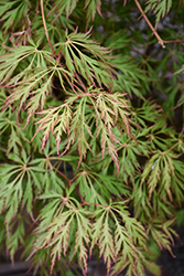 Ice Dragon Maple (Acer 'IsliD') at The Mustard Seed