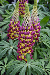 Westcountry Manhattan Lights Lupine (Lupinus 'Manhattan Lights') at The Mustard Seed