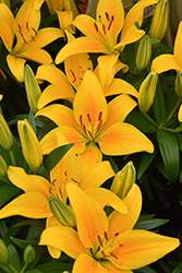 Lily Looks Tiny Bee Lily (Lilium 'Tiny Bee') at The Mustard Seed