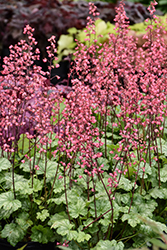 Paris Coral Bells (Heuchera 'Paris') at The Mustard Seed