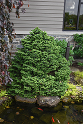 Dwarf Serbian Spruce (Picea omorika 'Nana') at The Mustard Seed