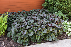 Britt Marie Crawford Rayflower (Ligularia dentata 'Britt Marie Crawford') at The Mustard Seed