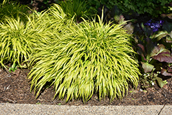 All Gold Hakone Grass (Hakonechloa macra 'All Gold') at The Mustard Seed