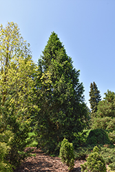Columnar Norway Spruce (Picea abies 'Cupressina') at The Mustard Seed
