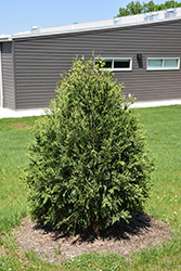 Technito Arborvitae (Thuja occidentalis 'Bailjohn') at The Mustard Seed