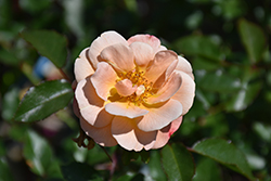 Flower Carpet Amber Rose (Rosa 'Flower Carpet Amber') at The Mustard Seed