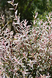 Tricolor Willow (Salix integra 'Hakuro Nishiki') at The Mustard Seed