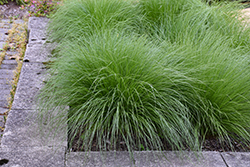 Tara Dropseed (Sporobolus heterolepis 'Tara') at The Mustard Seed
