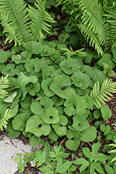 Canadian Wild Ginger (Asarum canadense) at The Mustard Seed
