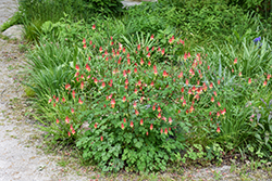 Wild Red Columbine (Aquilegia canadensis) at The Mustard Seed