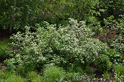 Red Osier Dogwood (Cornus sericea) at The Mustard Seed