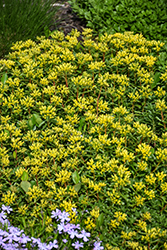 Russian Stonecrop (Sedum kamtschaticum) at The Mustard Seed