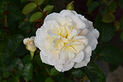 Champagne Wishes Rose (Rosa 'BAIcham') at The Mustard Seed