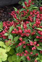 Crimson Kisses Weigela (Weigela florida 'Slingco 1') at The Mustard Seed