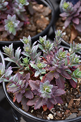 SunSparkler Sapphire Tuffet Stonecrop (Sedum 'Sapphire Tuffet') at The Mustard Seed