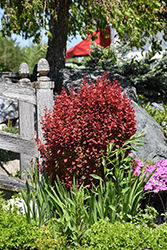 Orange Rocket Japanese Barberry (Berberis thunbergii 'Orange Rocket') at The Mustard Seed