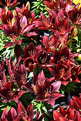 Lily Looks Tiny Rocket Lily (Lilium 'Tiny Rocket') at The Mustard Seed