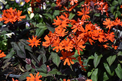 Orange Gnome Campion (Lychnis x arkwrightii 'Orange Gnome') at The Mustard Seed