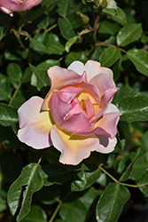 Nitty Gritty Peach Rose (Rosa 'RUIRI0091A') at The Mustard Seed