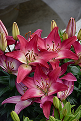 Lily Looks Tiny Diamond Lily (Lilium 'Tiny Diamond') at The Mustard Seed