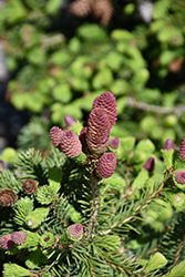 Pusch Spruce (Picea abies 'Pusch') at The Mustard Seed