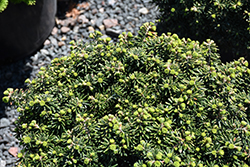 Cis Dwarf Korean Fir (Abies koreana 'Cis') at The Mustard Seed