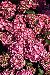 Seaside Serenade Hamptons Hydrangea (Hydrangea macrophylla 'HORTHAMP') at The Mustard Seed