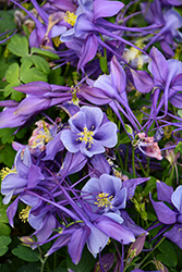 Earlybird Purple and Blue Columbine (Aquilegia 'PAS1258487') at The Mustard Seed