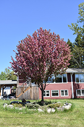 Courageous Flowering Crab (Malus 'DurLawrence') at The Mustard Seed