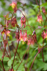 Wild Red Columbine (Aquilegia canadensis) at The Mustard Seed