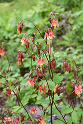 Wild Red Columbine (Aquilegia canadensis) at The Mustard Seed