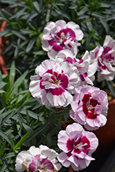 Pretty Poppers Kiss And Tell Pinks (Dianthus 'Kiss And Tell') at The Mustard Seed