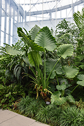 Elephant's Ear (Alocasia macrorrhizos) at The Mustard Seed