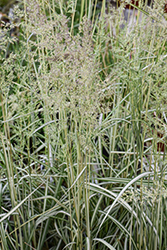 Lightning Strike Variegated Reed Grass (Calamagrostis x acutiflora 'Lightning Strike') at The Mustard Seed