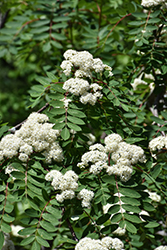Showy Mountain Ash (Sorbus decora) at The Mustard Seed