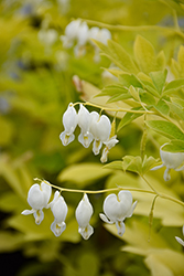 White Gold Bleeding Heart (Dicentra spectabilis 'White Gold') at The Mustard Seed