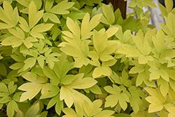 White Gold Bleeding Heart (Dicentra spectabilis 'White Gold') at The Mustard Seed