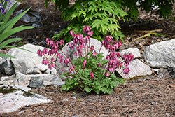 Luxuriant Bleeding Heart (Dicentra 'Luxuriant') at The Mustard Seed