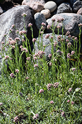 Red Pussytoes (Antennaria dioica 'Rubra') at The Mustard Seed